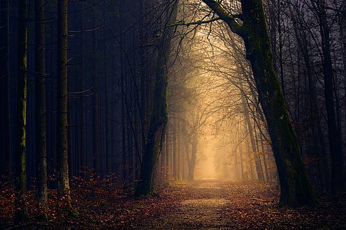 Wald im Nebel